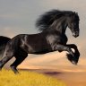 WILD HORSES